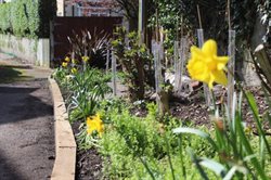Daffodils and shrubs in a planting bed.