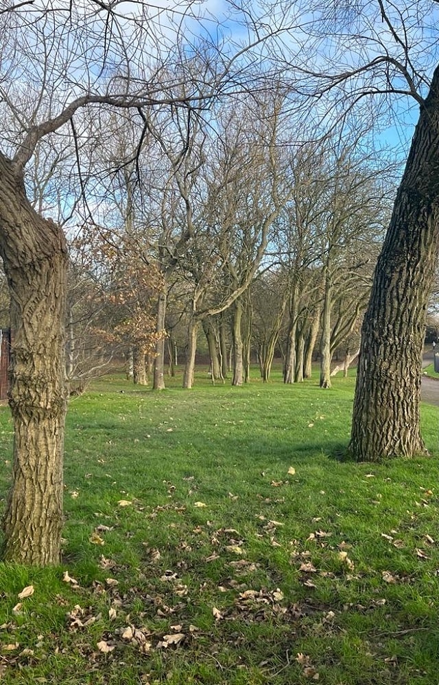 Stanley Park trees