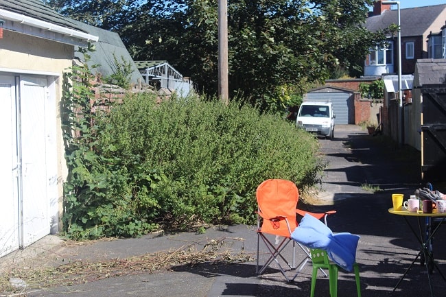 Overgrown alleyway.