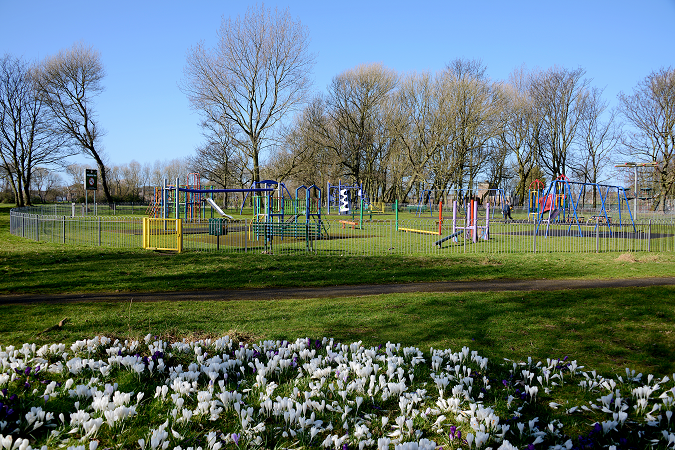 Crocus flowering with children's play area in distance.