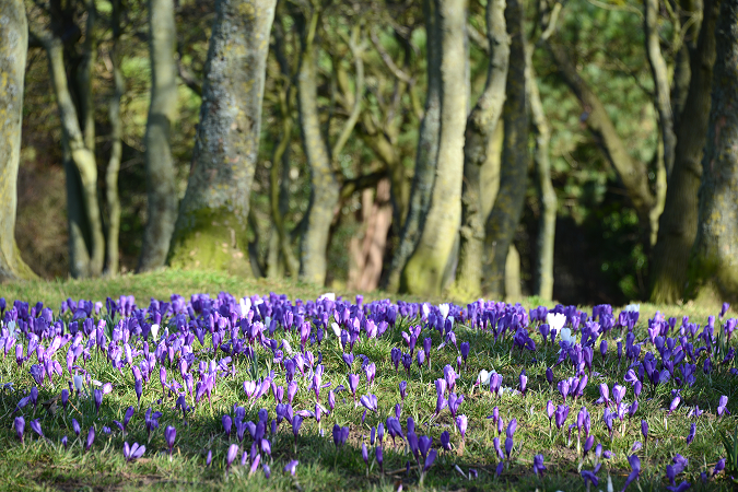 Crocus flowering with trees in background.