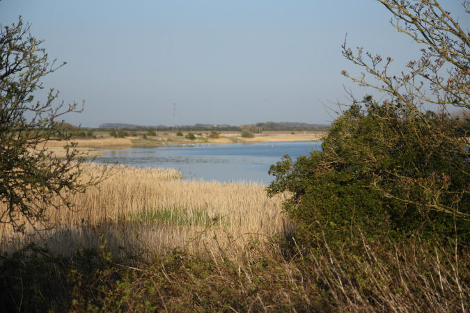 Lake surrounded by reeds and grasses.