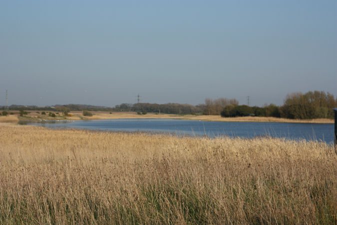 Lake surrounded by reeds and grasses.