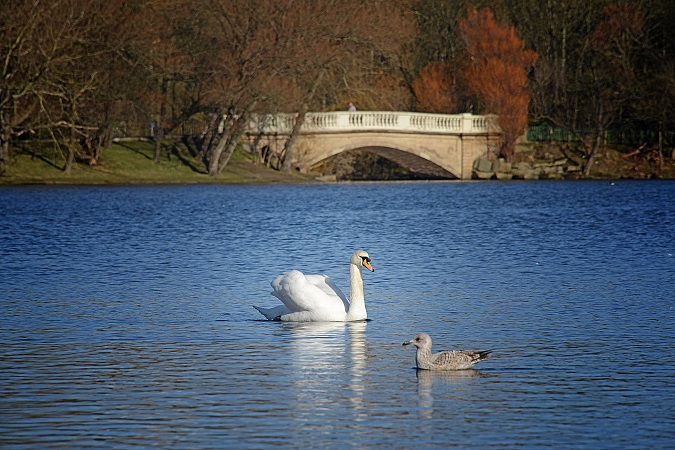 Lake with swan and duck bridge in the background