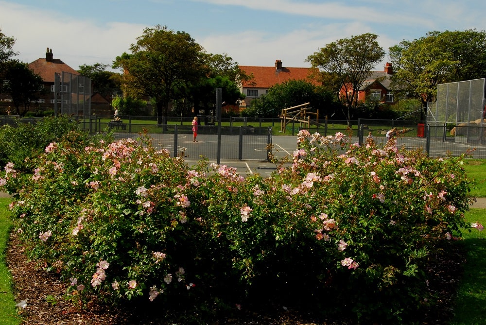 Rose bushes in front of tennis courts.