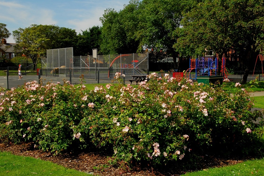Rose bushes in front of play equipment.