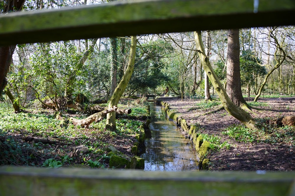 Stream through woodland