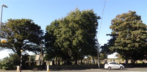 View of Trees in Layton cemetery